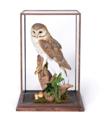 Lot 278 - Taxidermy: A Table Cased Barn Owl (Tyto alba), circa 2019, by Adrian Johnstone, Taxidermy,...