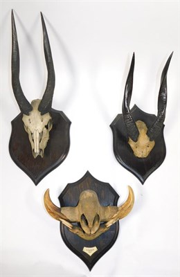 Lot 282 - Antlers/Horns: African Hunting Trophies, circa 1920, by Rowland Ward, The Jungle, 167...