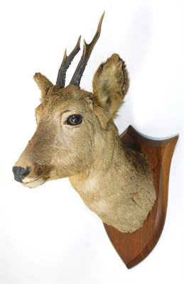 Lot 284 - Taxidermy: Roe Deer (Capreolus capreolus), circa early 20th century, by Peter Spicer & Sons,...