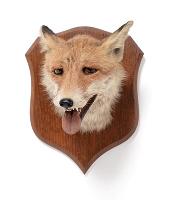 Lot 286 - Taxidermy: Red Fox Mask (Vulpes vulpes), circa 1925, by Peter Spicer & Sons, Taxidermists,...