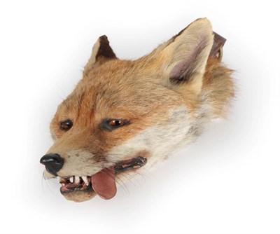 Lot 287 - Taxidermy: Red Fox Death Mask (Vulpes vulpes), circa 27/10/1935, by Peter Spicer & Sons,...