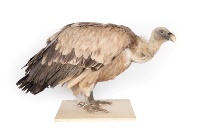 Lot 288 - Taxidermy: Himalayan Vulture (Gyps himalayensis), captive bred, circa 23/02/85, Jardin Aux...