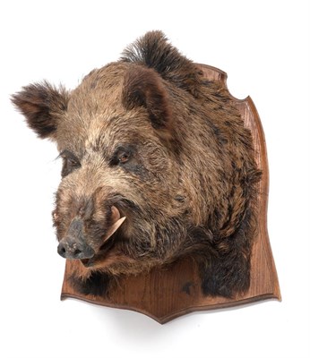 Lot 290 - Taxidermy: European Wild Boar (Sus scrofa), circa mid-late 20th century, a high quality large adult