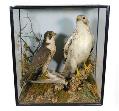 Lot 291 - Taxidermy: A Victorian Cased Peregrine Falcon & Common Buzzard, by H.T. Shopland, Carver &...