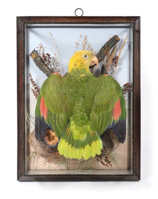 Lot 292 - Taxidermy: A Wall Cased Yellow-Headed Amazon Parrot (Amazona oratrix), circa 1930, in the manner of