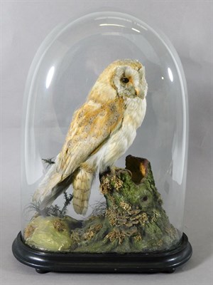 Lot 293 - Taxidermy: A Victorian Barn Owl (Tito alba), circa 1882, signed to groundwork Steels, Manchester, a