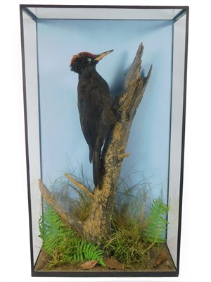 Lot 294 - Taxidermy: A Cased Black Woodpecker (Dryocopus martius), a full mount male clinging to a tree...