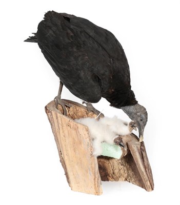 Lot 296 - Taxidermy: Black Vulture and Chicks (Coragyps atratus), circa 1970, full mount adult stood upon...