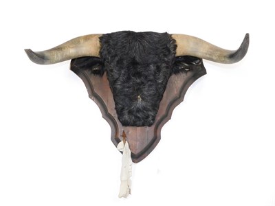 Lot 297 - Taxidermy: Spanish Bull Horns, circa mid-late 20th century, a set of Spanish fighting bull...