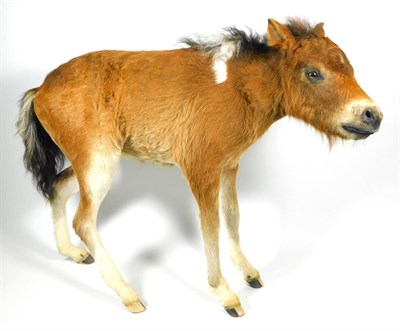 Lot 298 - Taxidermy: Full Mount Horse Foal (Equus ferus caballus), circa late 20th century, a full mount...