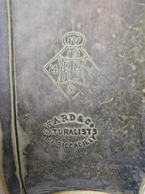 Lot 300 - Collectibles: A Selection of Various Natural History Collectibles, to include a fish knife and fork