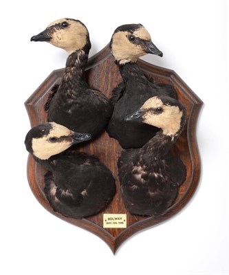 Lot 301 - Taxidermy: Barnacle Geese Head Mounts (Branta leucopis), circa 1939, by Rowland Ward, 166...