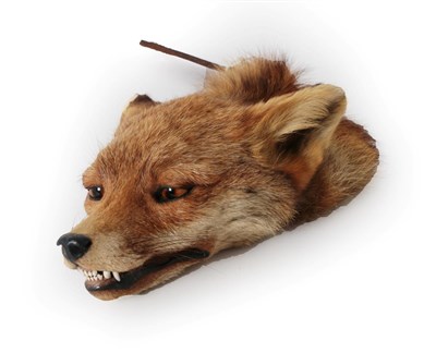 Lot 304 - Taxidermy: Red Fox Death Mask (Vulpes vulpes), circa 14/01/1948, by Peter Spicer & Sons,...