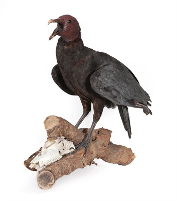 Lot 305 - Taxidermy: Black Vulture (Coragyps atratus), circa 1970, full mount adult stood upon a tree...