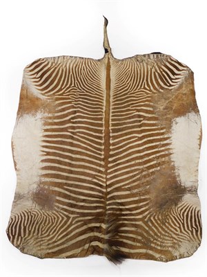 Lot 306 - Taxidermy: Grevy's Zebra Skin Rug (Equus grevyi), circa 1930, flat back skin, re-backed onto...