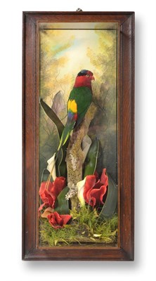 Lot 307 - Taxidermy: A Wall Cased Stella's Lorikeet (Charmosyna papou), circa 2019, captive bred, by A.J....