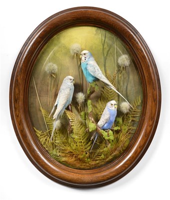 Lot 308 - Taxidermy: A Wall Cased Trio of Budgerigars (Melopsittacus undulatus), circa 2019, captive bred, by