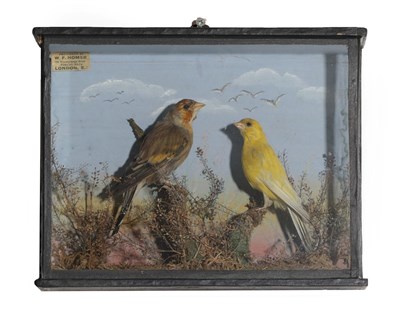 Lot 309 - Taxidermy: A Cased Goldfinch Mule and Yellow Canary, by W.F. Homer, 105 Woodgrange Road, Forest...