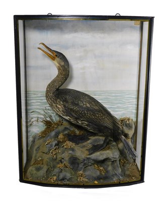 Lot 310 - Taxidermy: A Cased Juvenile Common Cormorant (Phalacrocorax carbo), by John Cooper & Sons, 28...