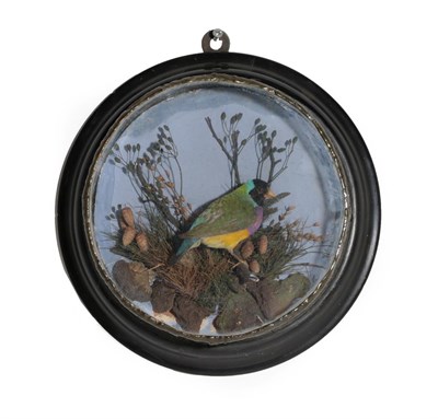 Lot 312 - Taxidermy: A Victorian Wall Cased Black-Headed Gouldian Finch (Erythrura gouldiae), by F....