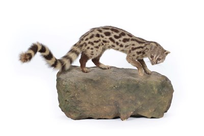 Lot 316 - Taxidermy: African Palm Civet (Nandinia binotata), circa 1970, full mount female with head...