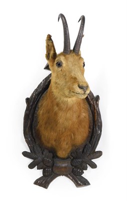 Lot 317 - Taxidermy: Alpine Chamois (Rupicapra rupicapra), circa 1936, adult shoulder mount with head turning