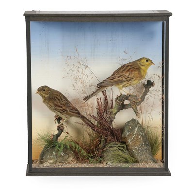 Lot 318 - Taxidermy: A Cased Pair of Yellowhammers (Emberiza citrinella), by G.A. Topp, 19 London Road,...