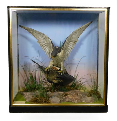 Lot 319 - Taxidermy: A Late Victorian Cased Peregrine Falcon (Falco peregrinus), in the manner of James...