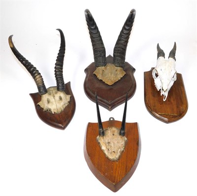 Lot 320 - Antlers/Horns: African Hunting Trophies, circa 1900-1920, a small collection of four African...