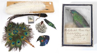 Lot 321 - Taxidermy: Various Tropical Birds and Feathers, circa early 20th century, including a...