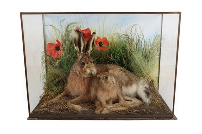 Lot 323 - Taxidermy: A Cased Hare and Leveret (Lepus timidus), circa 2019, by A.J. Armitstead, Darlington, Co