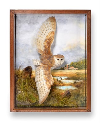 Lot 324 - Taxidermy: A Large Wall Cased Barn Owl (Tyto alba), circa 2018, by A.J. Armitstead, Darlington,...