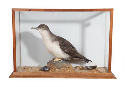 Lot 326 - Taxidermy: Manx Shearwater (Puffinus puffinus), circa late 20th century, full mount perched...