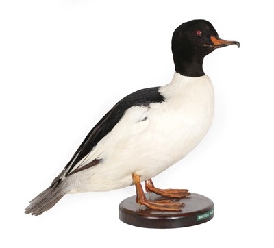 Lot 327 - Taxidermy: Goosander (Mergus merganser), circa late 20th century, excellent quality full mount male