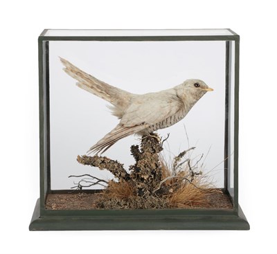 Lot 329 - Taxidermy: An Early 20th Century Cased Common Cuckoo (Cuculus canorus), by Rowland Ward, 167...