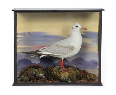 Lot 330 - Taxidermy: A Cased Black-Headed Seagull (Chroicocephalus ridibundus), by William Farren, 1862-1965