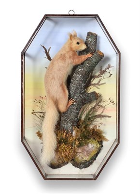 Lot 331 - Taxidermy: A Octagonal Cased Red Squirrel (Sciurus vulgaris), by W.F. Homer, 105 Woodgrange...