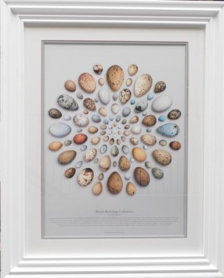 Lot 335 - Pictures: Framed British Bird Eggs Collection, by Anthony Ladd, Limited Edition of 100 lithographic