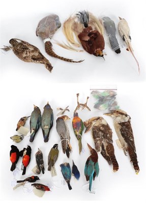 Lot 336 - Taxidermy: A Collection of Late 19th-early 20th Century Bird Study Skins, a collection of...