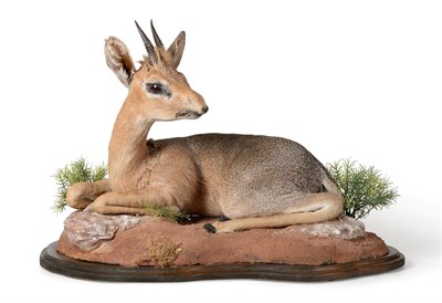 Lot 337 - Taxidermy: Kirk's Dik-Dik (Madoqua kirii), modern, full mount in recumbent position with head...