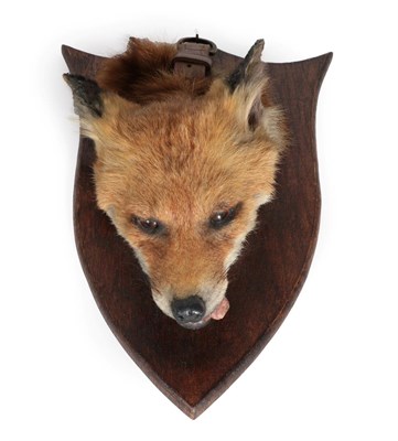 Lot 338 - Taxidermy: Red Fox Death Mask (Vulpes vulpes), circa 1930-1940, by Peter Spicer & Sons, Leamington