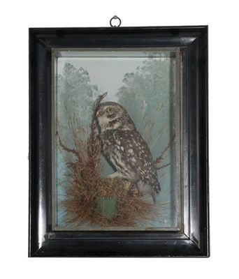 Lot 339 - Taxidermy: A Wall Cased Little Owl (Athene noctua), by George Bazeley, Northampton, a full...