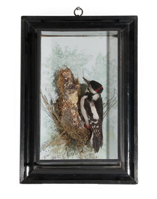 Lot 340 - Taxidermy: A Wall Cased Great Spotted Woodpecker (Dendrocopos major), by George Bazeley, 13...