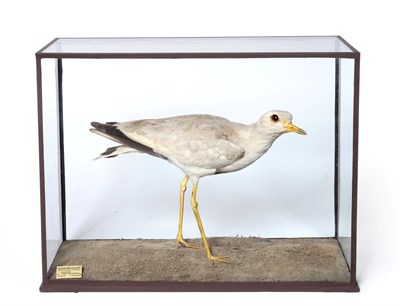 Lot 341 - Taxidermy: An Edwardian Cased Grey Headed Wattled Lapwing (Microsarcops cinereus), circa 1906,...