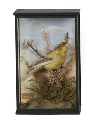 Lot 342 - Taxidermy: A Victorian Cased Greenfinch (Carduelis chloris), by George White, Naturalist, 114...