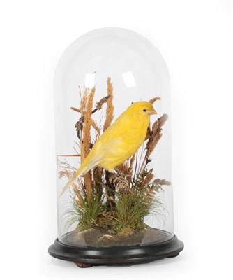 Lot 343 - Taxidermy: A Late Victorian Yellow Canary (Serinus canaria domestica), by T.E. Gunn, 86 St...