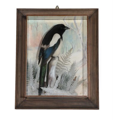 Lot 345 - Taxidermy: A Wall Cased Magpie (Pica pica), circa 2018, by A.J. Armitstead, Darlington, Co...