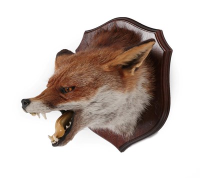 Lot 346 - Taxidermy: Red Fox Mask (Vulpes vulpes), circa 2006, by A. J. Armitstead, Taxidermy, Darlington, Co