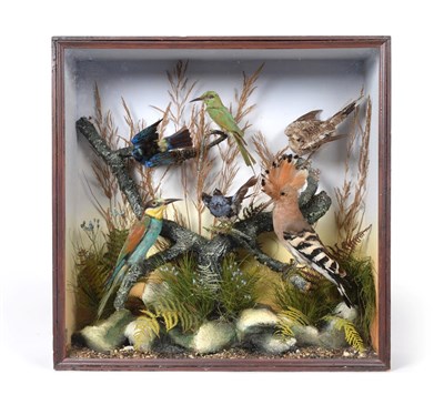 Lot 347 - Taxidermy: A Collection of Exotic Birds, circa 1900, by A.S. Hutchinson, 98 London Street, Derby, a