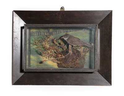 Lot 348 - Taxidermy: A Wall Cased Common Whitethroat (Sylvia communis), circa late 20th century, full...